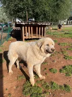 Art, a female Great Pyrenees for sale in Placerville, CA – Photo 6 of 10