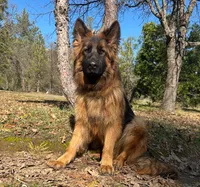 Hercules, a female German Shepherd Dog for sale in Placerville, CA – Photo 5 of 5