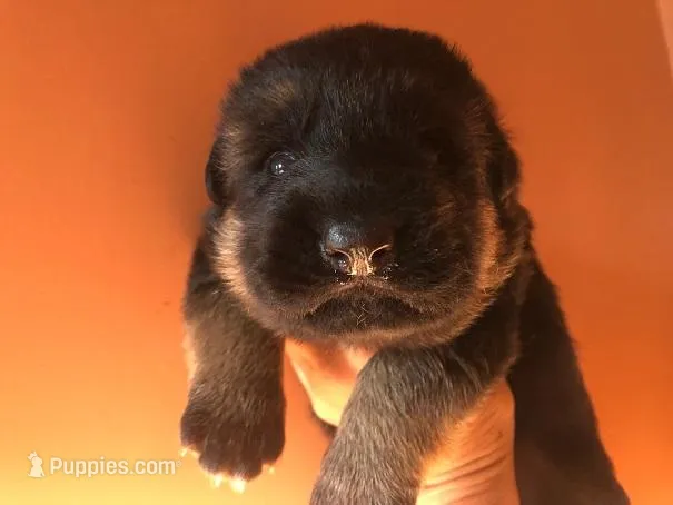 Hercules – German Shepherd Dog puppy for sale in Placerville, CA