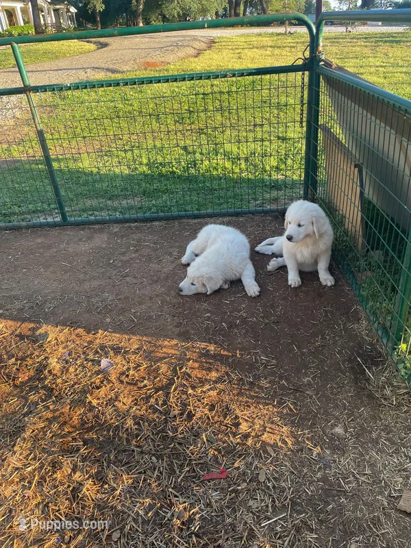 Abby – Great Pyrenees puppy for sale in Placerville, CA