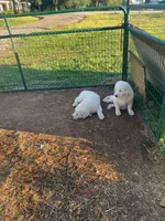 Art, a female Great Pyrenees for sale in Placerville, CA – Photo 2 of 10