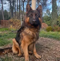 Hercules, a female German Shepherd Dog for sale in Placerville, CA – Photo 4 of 5