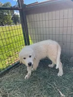 Art, a female Great Pyrenees for sale in Placerville, CA – Photo 9 of 10