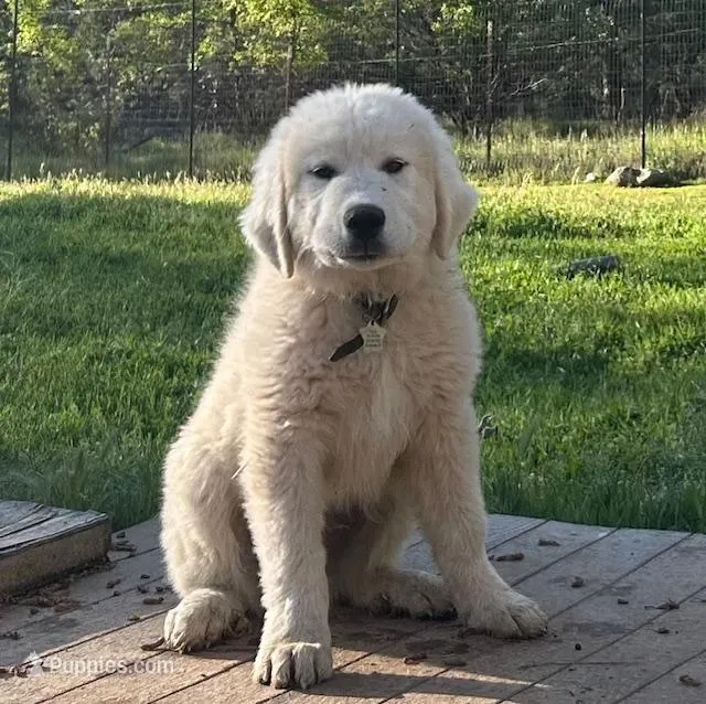 Art – Great Pyrenees puppy for sale in Placerville, CA
