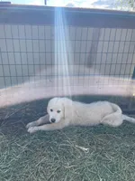 Art, a female Great Pyrenees for sale in Placerville, CA – Photo 8 of 10