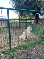 Art, a female Great Pyrenees for sale in Placerville, CA – Photo 5 of 10