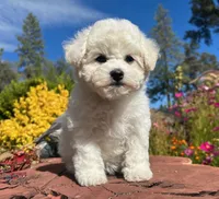 Cookie, a female Bichon Frise for sale in Placerville, CA – 5 of 8