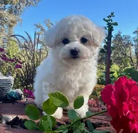 Cookie, a female Bichon Frise for sale in Placerville, CA – 1 of 8