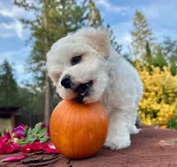 Lusy, a female Bichon Frise for sale in Placerville, CA – 3 of 3