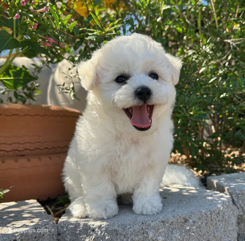 Toby – Bichon Frise puppy for sale in Placerville, CA