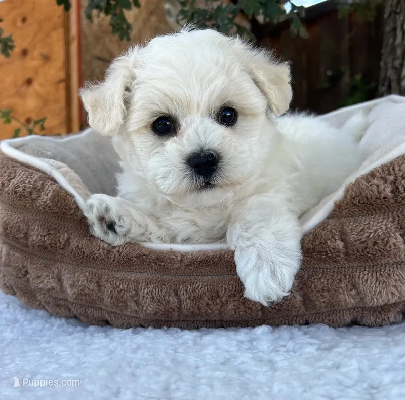 Max – Bichon Frise puppy for sale in Placerville, CA