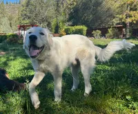 Turo, a male Great Pyrenees for sale in Placerville, CA – 3 of 5
