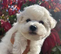 Jasper, a male Bichon Frise for sale in Placerville, CA – 6 of 7