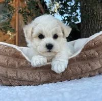 Oliver, a male Bichon Frise for sale in Placerville, CA – 5 of 6
