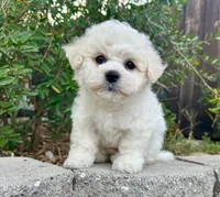 Max, a male Bichon Frise for sale in Placerville, CA – 3 of 8