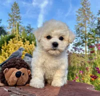 Max, a male Bichon Frise for sale in Placerville, CA – 2 of 8
