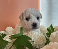 Bubble, a male Bichon Frise for sale in Placerville, CA – Photo 4 of 4