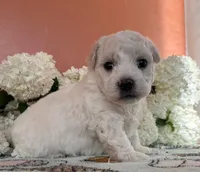 Bubble, a male Bichon Frise for sale in Placerville, CA – Photo 3 of 4