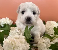 Bubble, a male Bichon Frise for sale in Placerville, CA – Photo 1 of 4