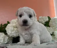 Bubble, a male Bichon Frise for sale in Placerville, CA – Photo 2 of 4