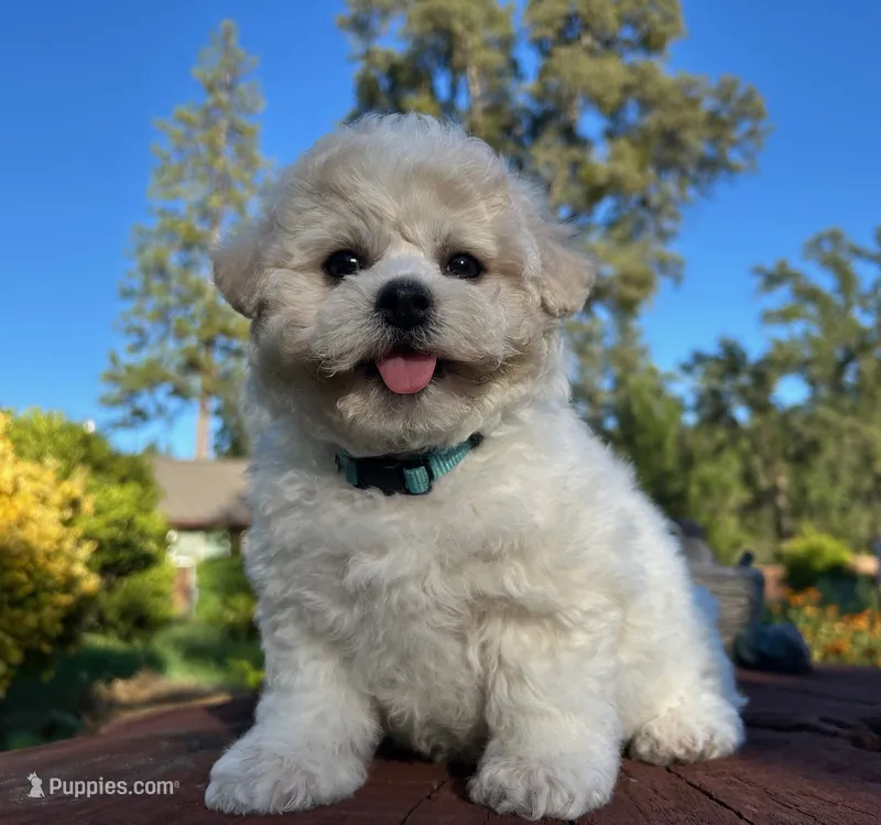 Cona – Bichon Frise puppy for sale in Placerville, CA