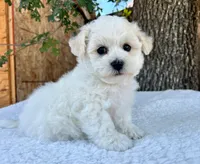 Oliver, a male Bichon Frise for sale in Placerville, CA – 4 of 6