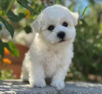Toby, a male Bichon Frise for sale in Placerville, CA – 2 of 6