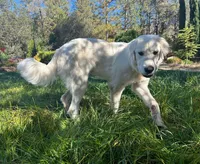 Turo, a male Great Pyrenees for sale in Placerville, CA – 2 of 5