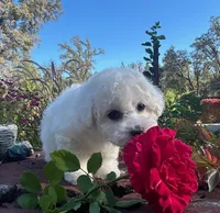 Cookie, a female Bichon Frise for sale in Placerville, CA – 2 of 8