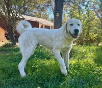 Turo, a male Great Pyrenees for sale in Placerville, CA – 5 of 5