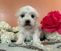 Lusi, a female Bichon Frise for sale in Placerville, CA – 3 of 3