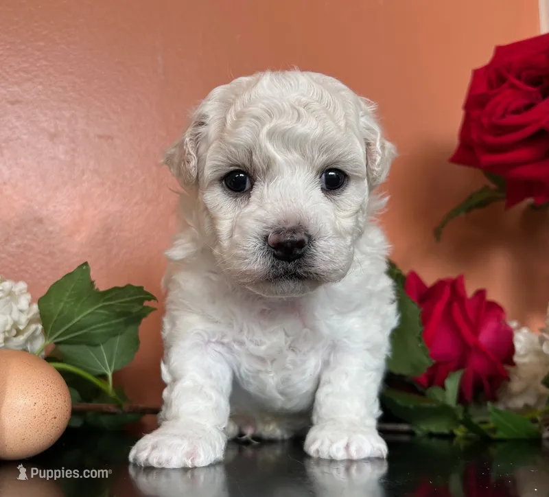 Lusi – Bichon Frise puppy for sale in Placerville, CA