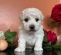 Lusi, a female Bichon Frise for sale in Placerville, CA – 1 of 3