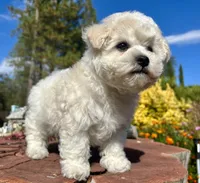Jasper, a male Bichon Frise for sale in Placerville, CA – 3 of 7