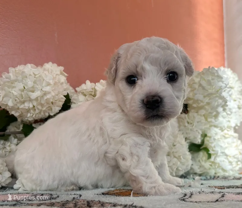 Cookie  – Bichon Frise puppy for sale in Placerville, CA
