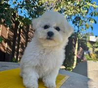 Oliver, a male Bichon Frise for sale in Placerville, CA – 4 of 5