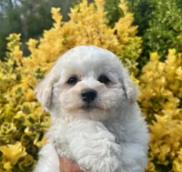 Oscar, a male Bichon Frise for sale in Placerville, CA – 5 of 5