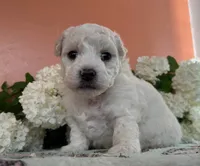 Cookie , a female Bichon Frise for sale in Placerville, CA – 2 of 3