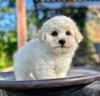 Oscar, a male Bichon Frise for sale in Placerville, CA – 2 of 5