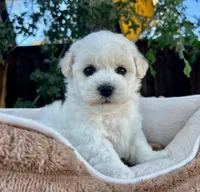 Oliver, a male Bichon Frise for sale in Placerville, CA – 2 of 6