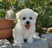 Oliver, a male Bichon Frise for sale in Placerville, CA – 6 of 6