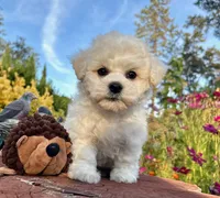Max, a male Bichon Frise for sale in Placerville, CA – 7 of 8