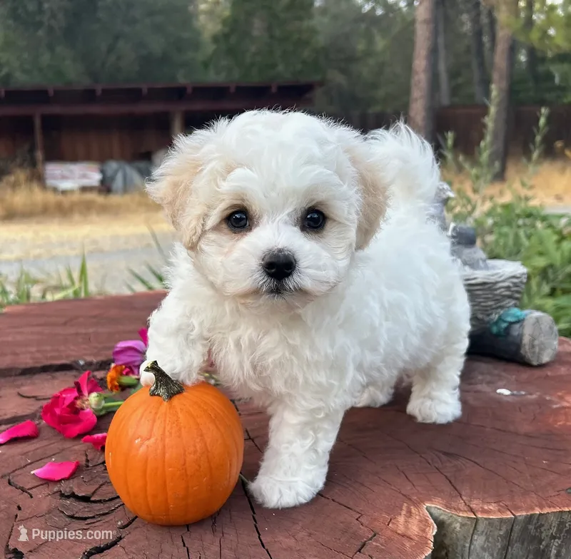Lusy – Bichon Frise puppy for sale in Placerville, CA