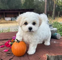 Lusy, a female Bichon Frise for sale in Placerville, CA – 1 of 3