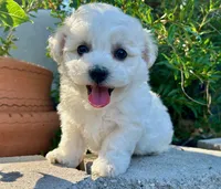 Toby, a male Bichon Frise for sale in Placerville, CA – 5 of 6