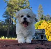 Fibi , a female Bichon Frise for sale in Placerville, CA – 1 of 2