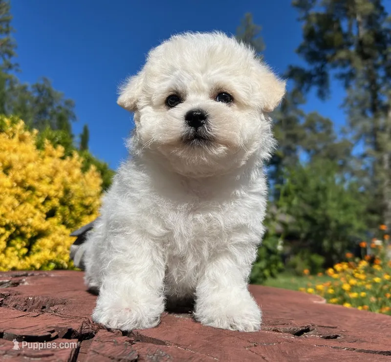 Merline – Bichon Frise puppy for sale in Placerville, CA