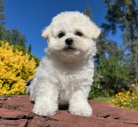 Merline, a female Bichon Frise for sale in Placerville, CA – 1 of 3