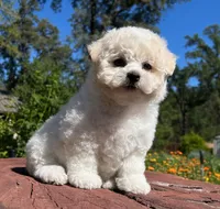 Merline, a female Bichon Frise for sale in Placerville, CA – 3 of 3