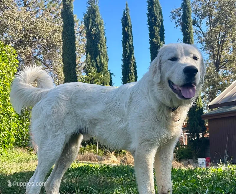 Turo – Pyrenean Mastiff puppy for sale in Placerville, CA